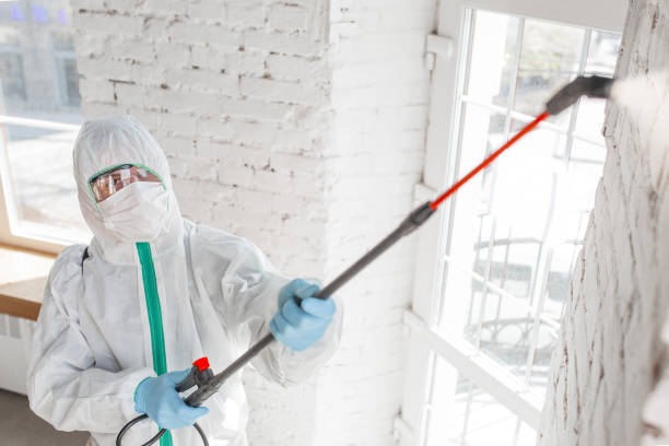 Best Basement Mold Removal  in Montalvin Manor, CA