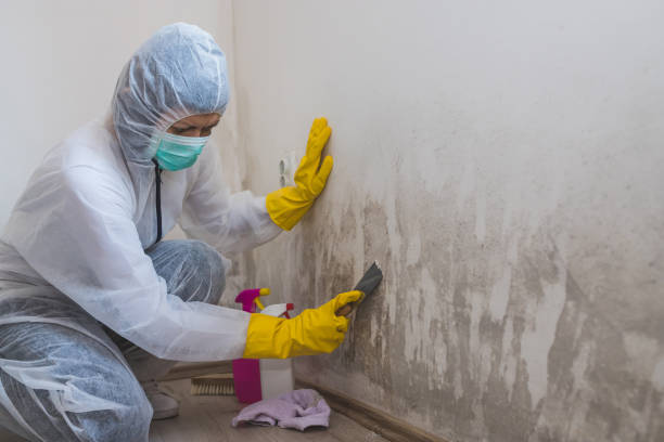 Best Airborne Mold Testing  in Montalvin Manor, CA