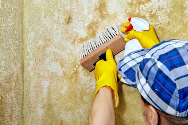  Montalvin Manor, CA Mold Removal Pros