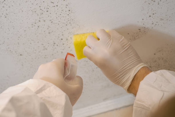 Best Attic Mold Removal  in Montalvin Manor, CA